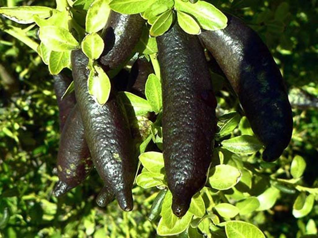 Cận cảnh chanh vị cực lạ giá 3,5 triệu đồng/kg, chị em phát sốt-2