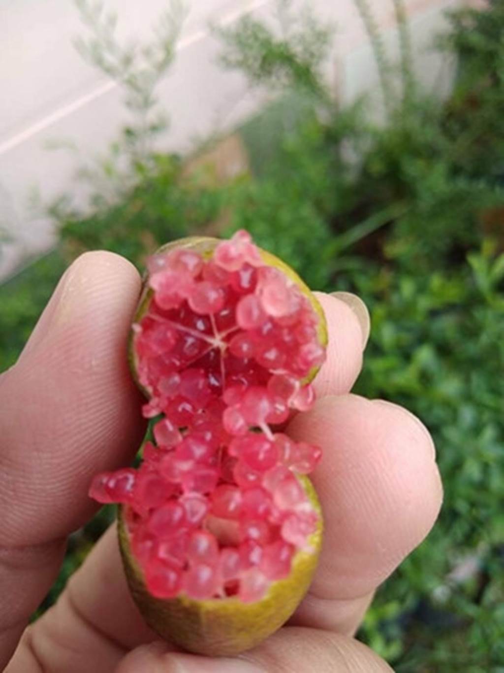 Cận cảnh chanh vị cực lạ giá 3,5 triệu đồng/kg, chị em phát sốt-6