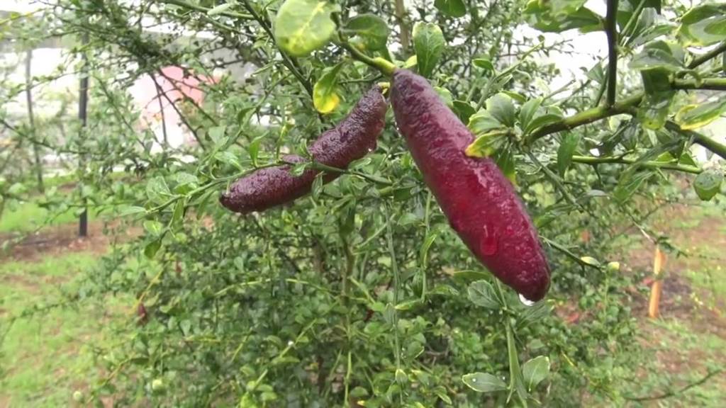 Cận cảnh chanh vị cực lạ giá 3,5 triệu đồng/kg, chị em phát sốt-12