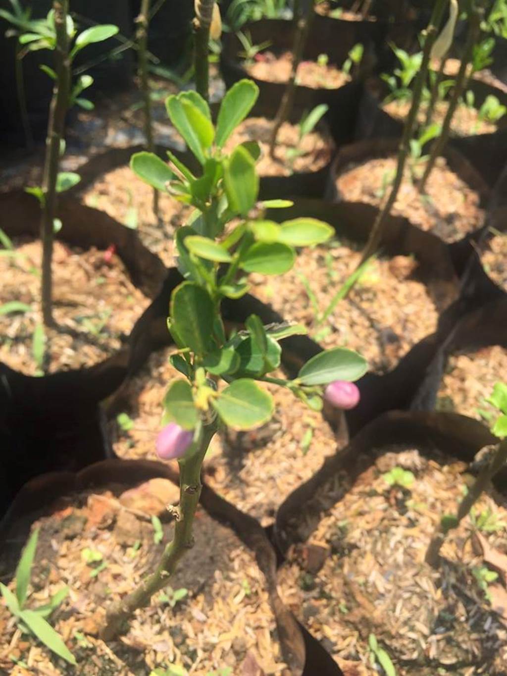 Cận cảnh chanh vị cực lạ giá 3,5 triệu đồng/kg, chị em phát sốt-13