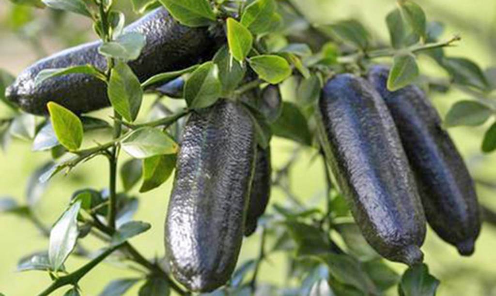 Cận cảnh chanh vị cực lạ giá 3,5 triệu đồng/kg, chị em phát sốt-15