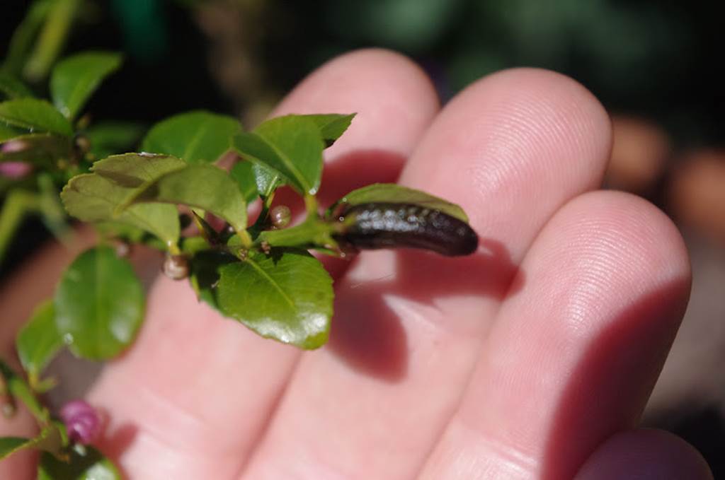 Cận cảnh chanh vị cực lạ giá 3,5 triệu đồng/kg, chị em phát sốt-16