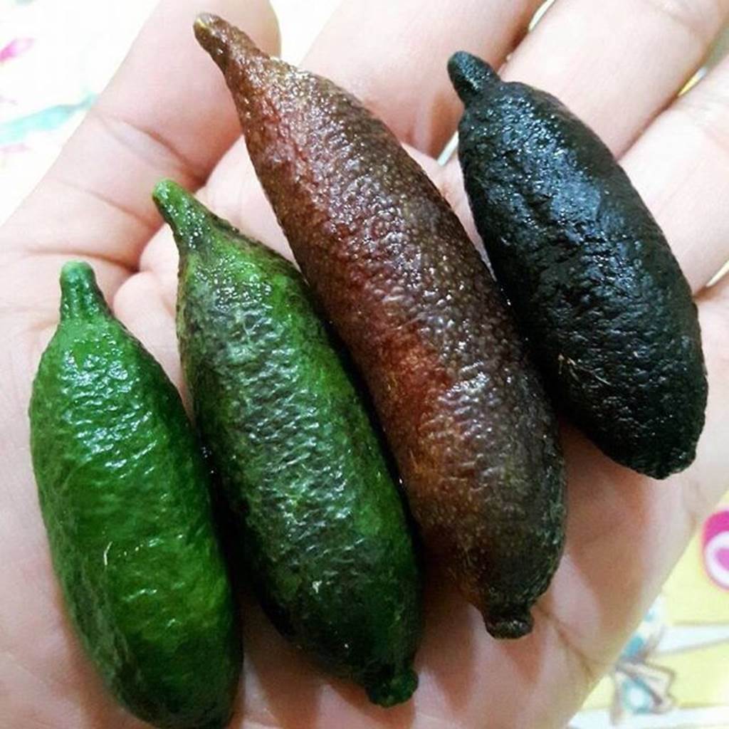 Cận cảnh chanh vị cực lạ giá 3,5 triệu đồng/kg, chị em phát sốt-7