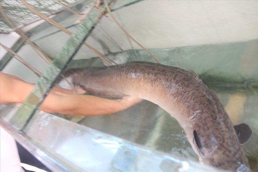 Bắt được cá chình khồng lồ, dài hơn 1,5 mét hiếm có-1
