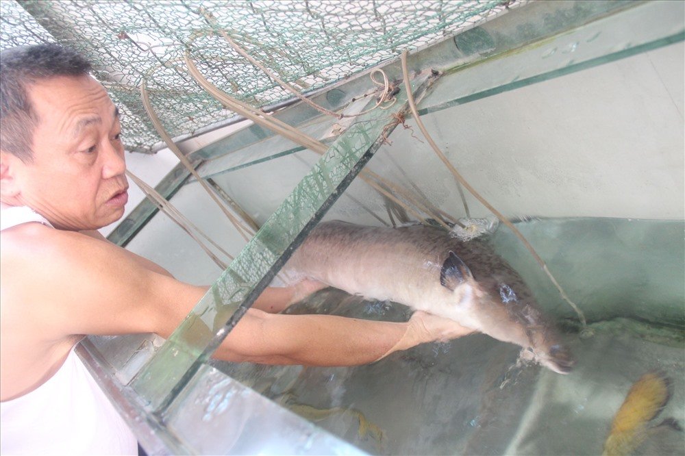 Bắt được cá chình khồng lồ, dài hơn 1,5 mét hiếm có-2