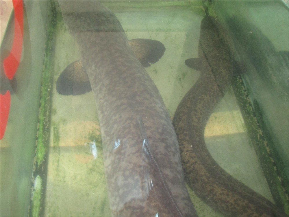 Bắt được cá chình khồng lồ, dài hơn 1,5 mét hiếm có-3