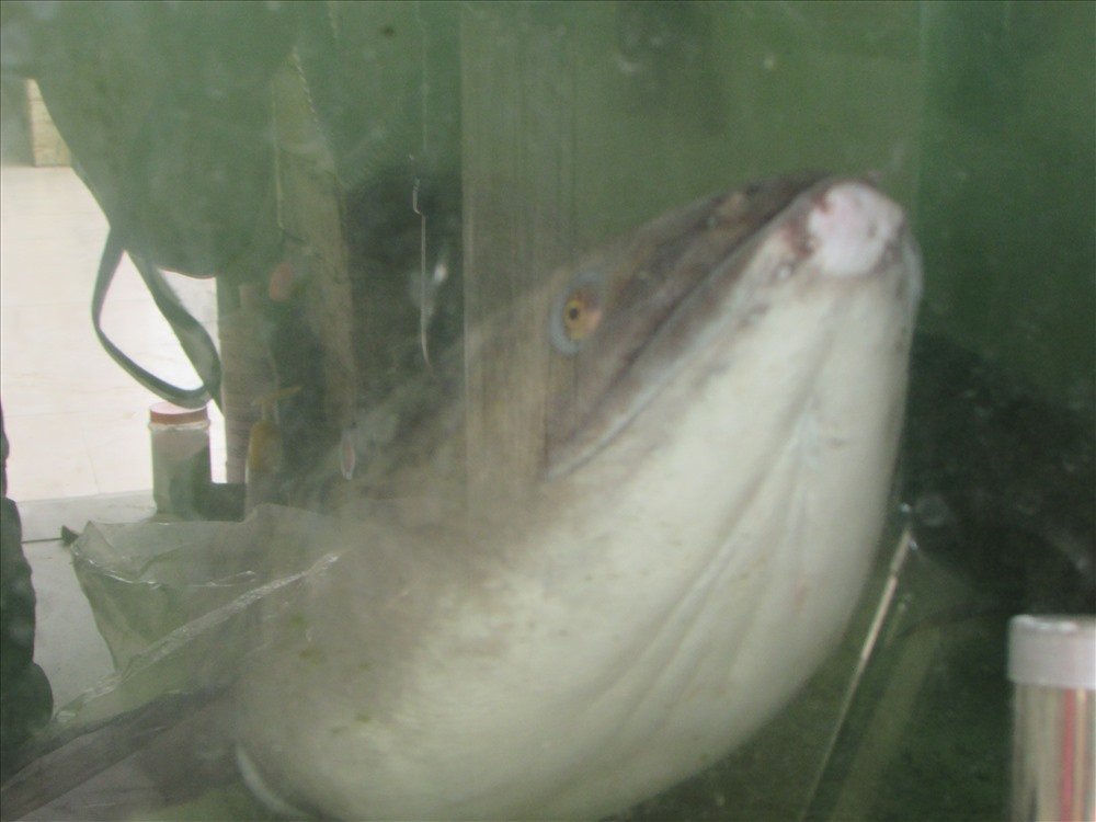 Bắt được cá chình khồng lồ, dài hơn 1,5 mét hiếm có-4
