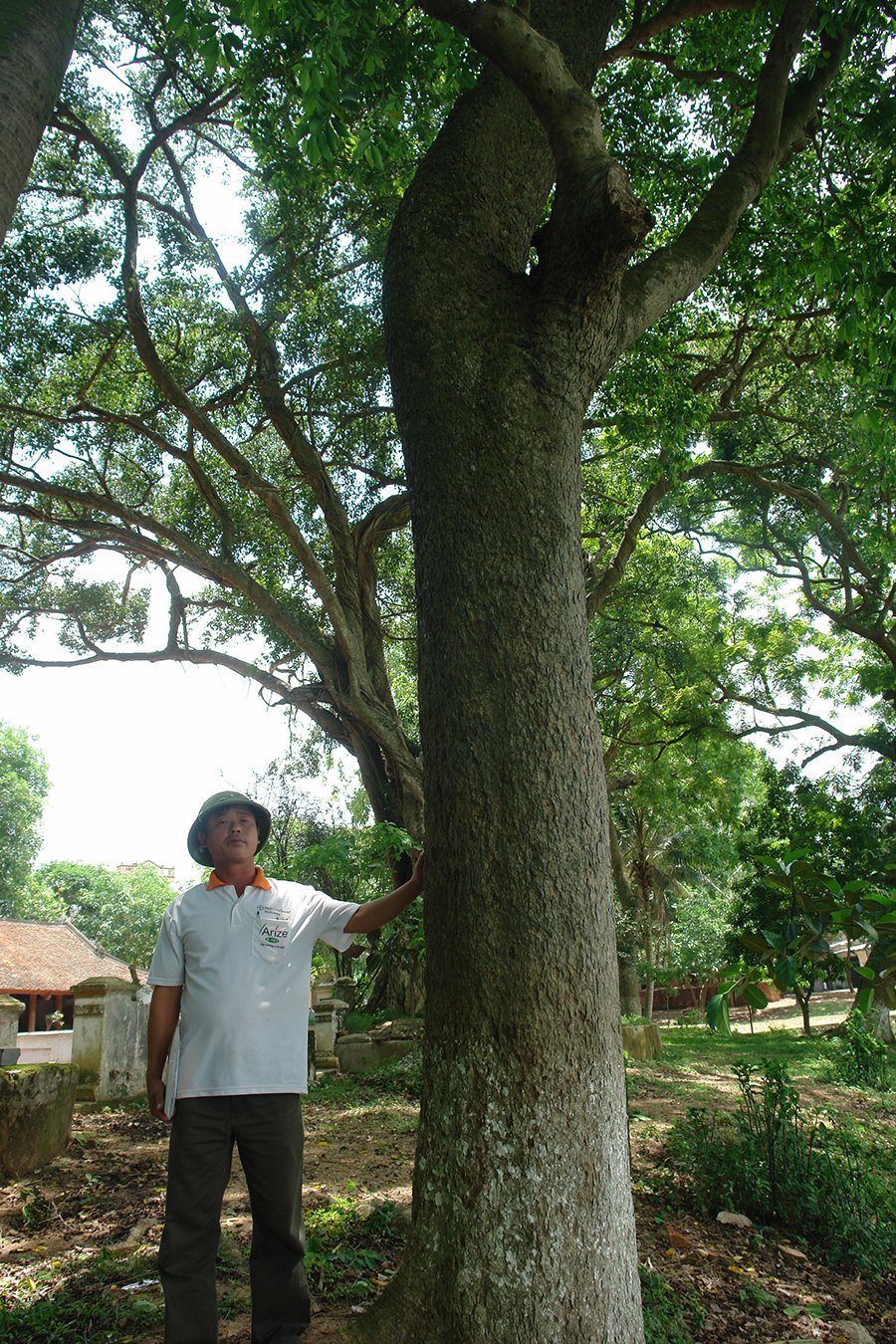 Ly kỳ cuộc chiến bảo vệ những gốc cây trị giá cả trăm tỷ đồng của các lão nông Việt-2