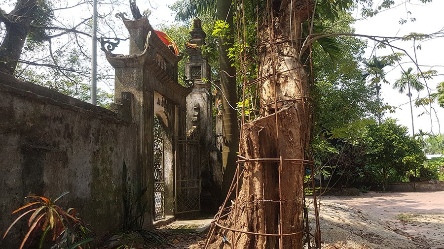 Ly kỳ cuộc chiến bảo vệ những gốc cây trị giá cả trăm tỷ đồng của các lão nông Việt-4