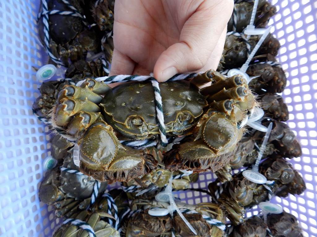 Cận cảnh loài cua lông Hong Kong tiền triệu cực đắt hút khách Việt-2