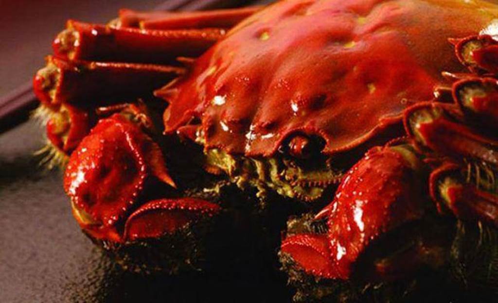 Cận cảnh loài cua lông Hong Kong tiền triệu cực đắt hút khách Việt-4