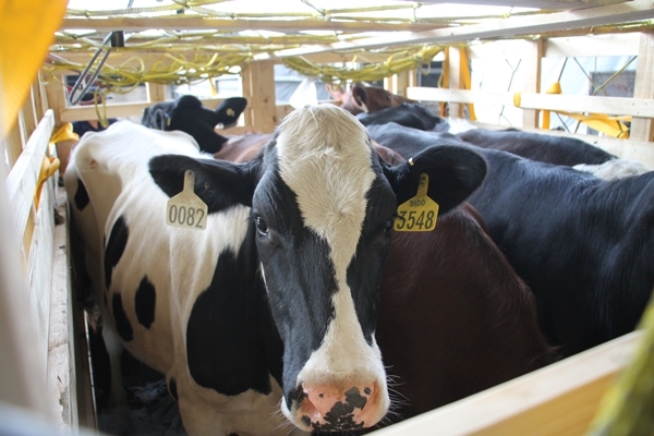 Vinamilk nhập từ Úc hơn 200 cô bò sữa hữu cơ-3