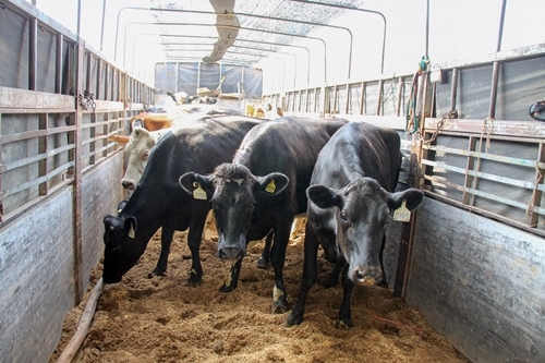 Vinamilk nhập từ Úc hơn 200 cô bò sữa hữu cơ-4