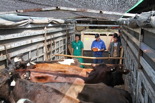 Vinamilk nhập từ Úc hơn 200 cô bò sữa hữu cơ-5
