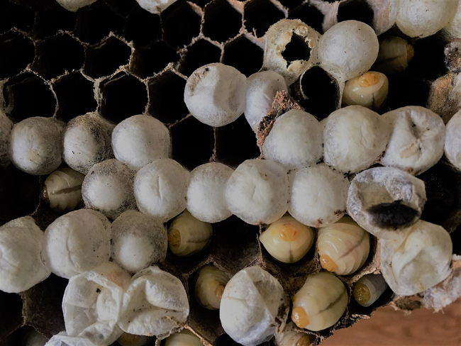 Đi săn loài ong tử thần” vùng sơn cước, kiếm nửa triệu/kg-4