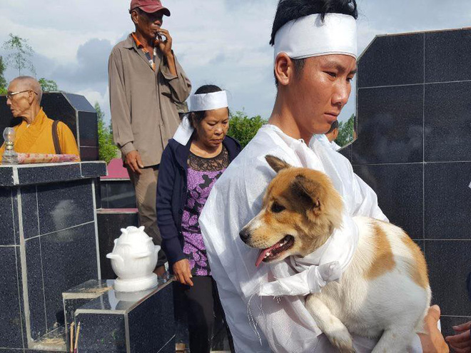 Câu chuyện uất hận về chú chó đang để tang bà chủ thì bị cẩu tặc bắt mất-1