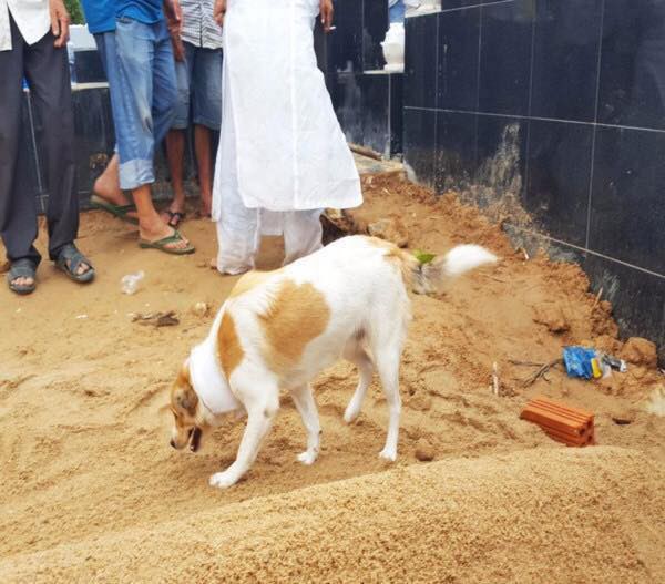 Câu chuyện uất hận về chú chó đang để tang bà chủ thì bị cẩu tặc bắt mất-2