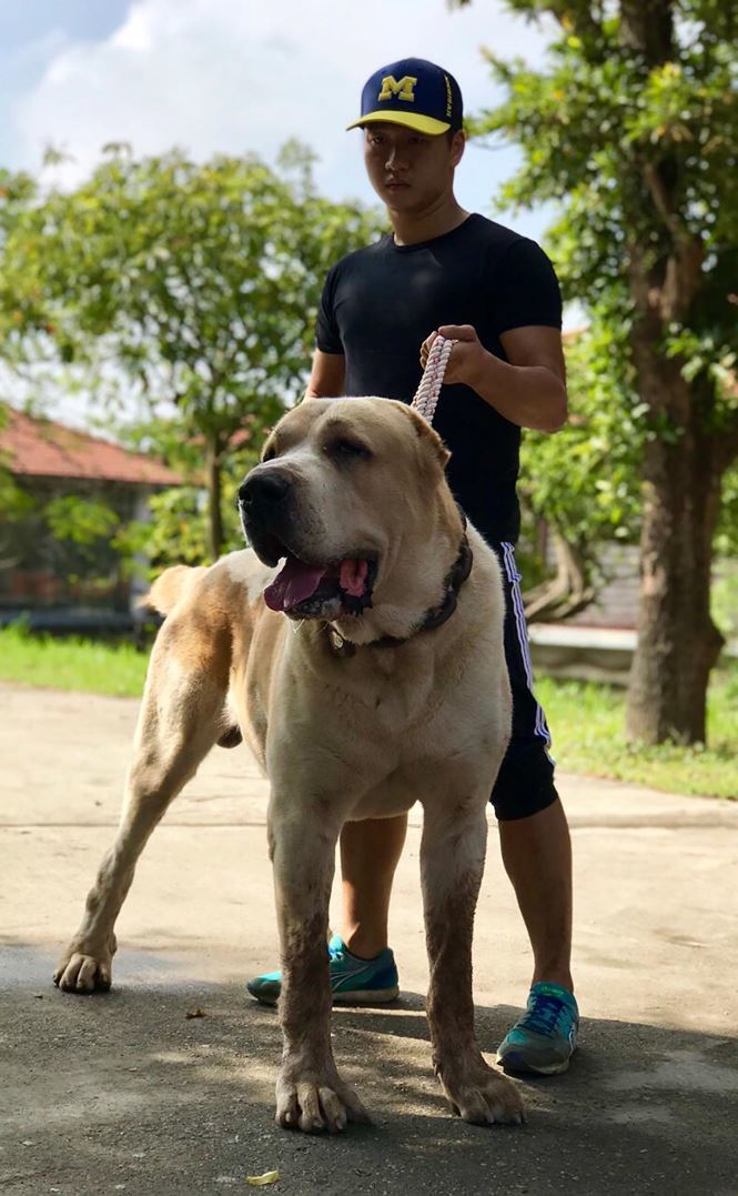 Thú chơi siêu khuyển khổng lồ của người Hà Nội-2