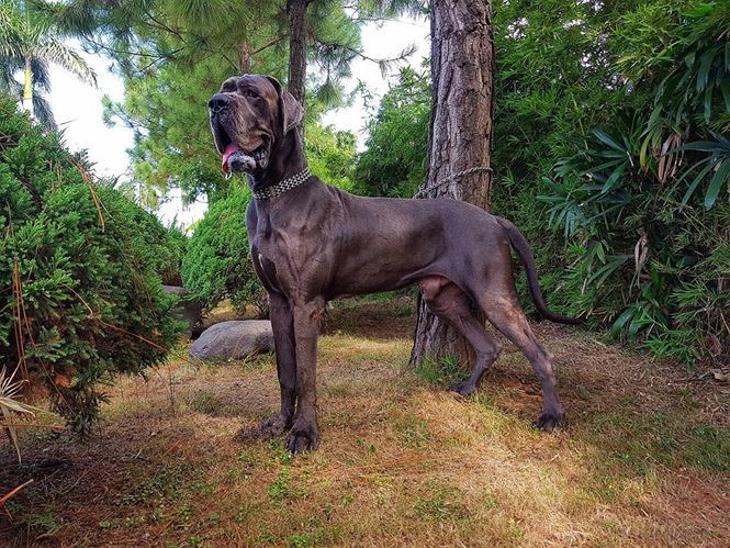 Thú chơi siêu khuyển khổng lồ của người Hà Nội-4