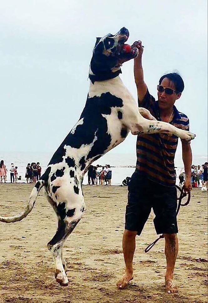 Thú chơi siêu khuyển khổng lồ của người Hà Nội-5