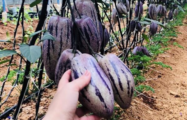 Độc đáo dưa hấu màu tím lần đầu xuất hiện ở Việt Nam-1