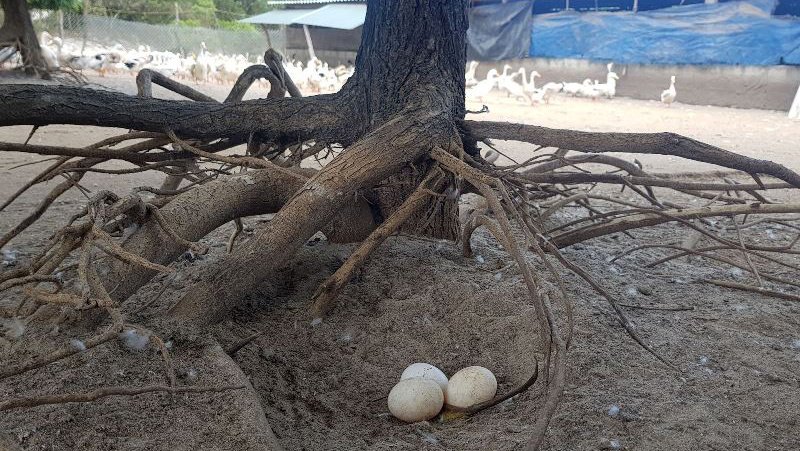 Lão ‘khùng’ lăn mình trên cát, chỉ nhặt trứng mỗi năm thu tiền tỷ-4