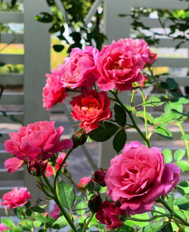 Biệt thự 21 tỷ đẹp hoàn hảo sau khi được tu sửa lại của vợ chồng MC Quyền Linh-13