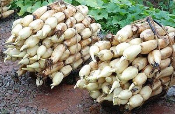 Trồng thứ bổ ra toàn lỗ thủng, thu về hàng chục triệu/ngày-1