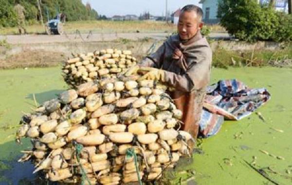 Trồng thứ bổ ra toàn lỗ thủng, thu về hàng chục triệu/ngày-2