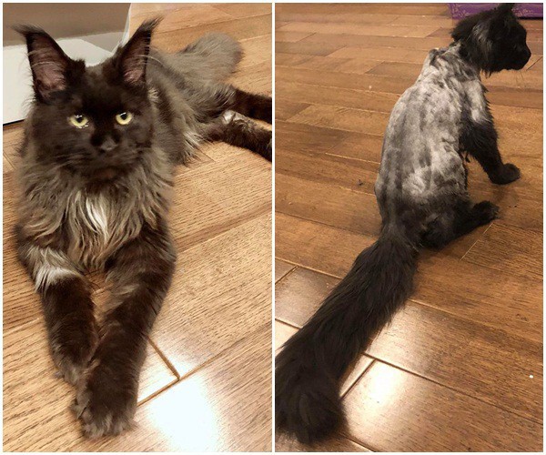 Clip: Trấn Thành tiếp tục cho mèo cưng lên sóng bằng màn huấn luyện tại gia ví như xiếc thú chuyên nghiệp-2