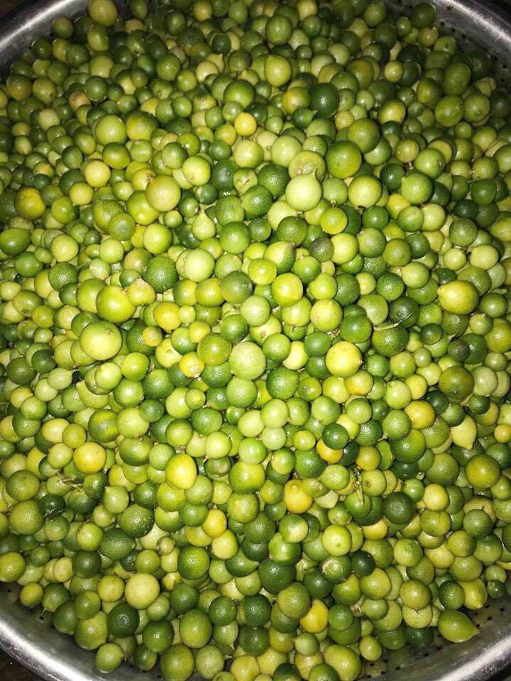 Sốt chanh rừng Mẫu Sơn: Công sở rỗi việc, chị gái bán cả tấn mỗi tuần-1