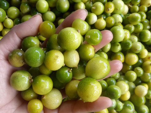 Quả táo bé như quả mận, giá nửa triệu/kg được chị em săn lùng-3