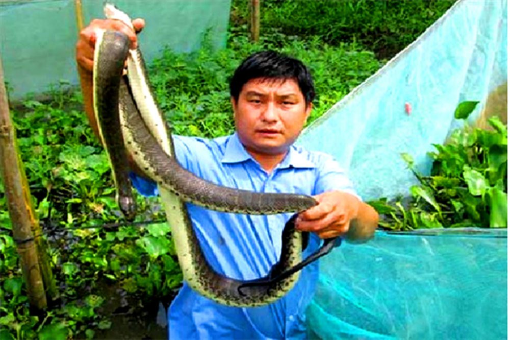 Chết khiếp: Khoanh lưới gần 2.000 con rắn loang lổ ở Hậu Giang-1