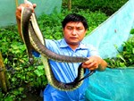Một Hợp tác xã nuôi đàn rắn hổ mang cực độc lên tới 30.000 con-2