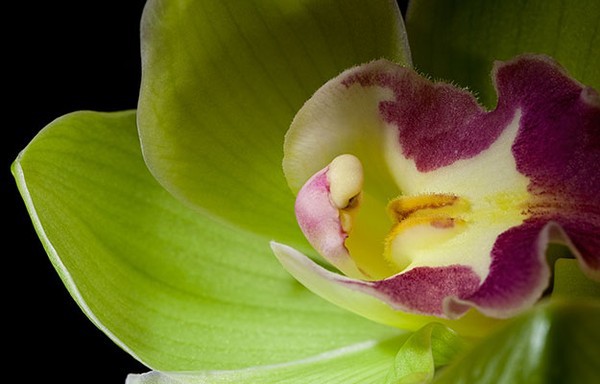 Mất 8 năm nuôi dưỡng và 5 năm đợi nở hoa, giá của loài hoa phong lan này khiến đại gia đau tim-3