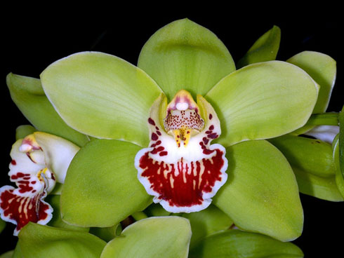 Lạc lối giữa rừng phong lan miền sơn cước giá cả trăm triệu đồng/giò-17