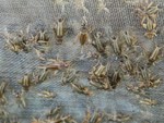 Săn tổ ong khủng” 10 tầng chưa từng thấy ở biên giới Nghệ An - Lào-4