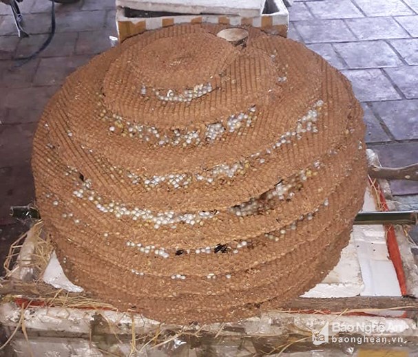 Săn tổ ong khủng” 10 tầng chưa từng thấy ở biên giới Nghệ An - Lào-1