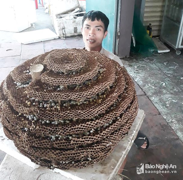 Săn tổ ong khủng” 10 tầng chưa từng thấy ở biên giới Nghệ An - Lào-2
