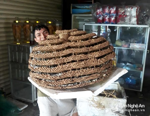 Săn tổ ong khủng” 10 tầng chưa từng thấy ở biên giới Nghệ An - Lào-3
