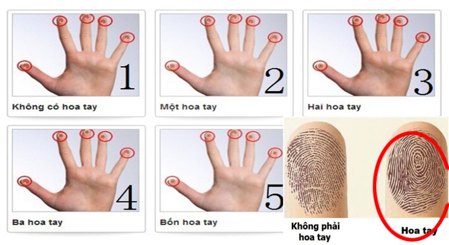 Đếm số hoa tay đoán ngay vận mệnh giàu sang hay nghèo khổ cả đời chuẩn xác nhất-4