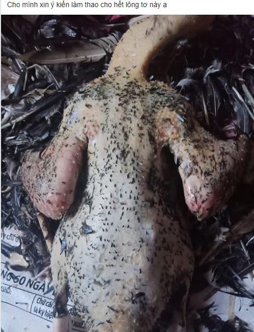 Bà nội trợ nhờ chỉ cách làm lông vịt cho sạch, chị em xui nhổ lông nách sao thì làm y vậy-1