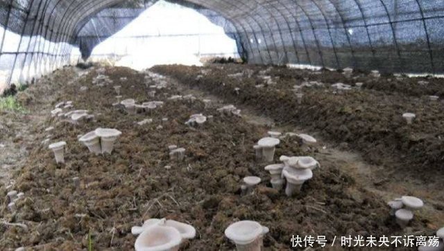 Thần dược Nấm Sữa Hổ mọc hoang ở các vùng quê giá gần 7 triệu/kg-1