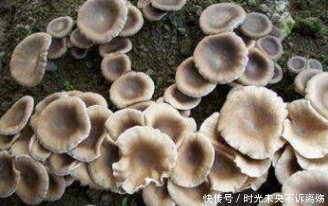 Thần dược Nấm Sữa Hổ mọc hoang ở các vùng quê giá gần 7 triệu/kg-2