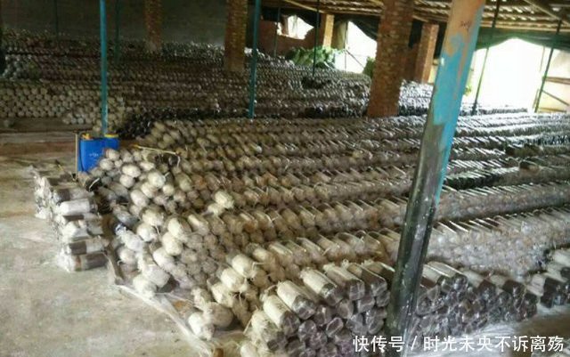 Thần dược Nấm Sữa Hổ mọc hoang ở các vùng quê giá gần 7 triệu/kg-3