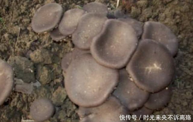 Thần dược Nấm Sữa Hổ mọc hoang ở các vùng quê giá gần 7 triệu/kg-4