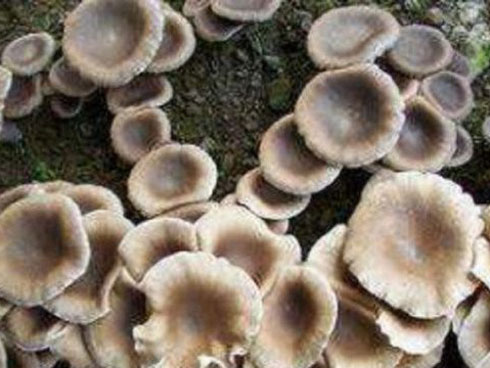 Loại mốc đặc biệt có khả năng biến các cây nấm thành... thịt tôm hùm”-4