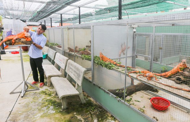 Choáng ngợp ổ rồng Nam Mỹ hàng trăm con quần tụ giữa Sài Gòn-1