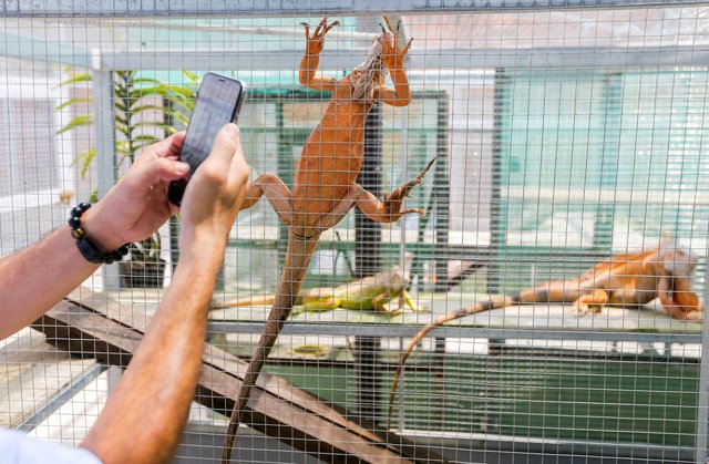 Choáng ngợp ổ rồng Nam Mỹ hàng trăm con quần tụ giữa Sài Gòn-2