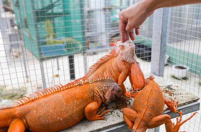 Choáng ngợp ổ rồng Nam Mỹ hàng trăm con quần tụ giữa Sài Gòn-3